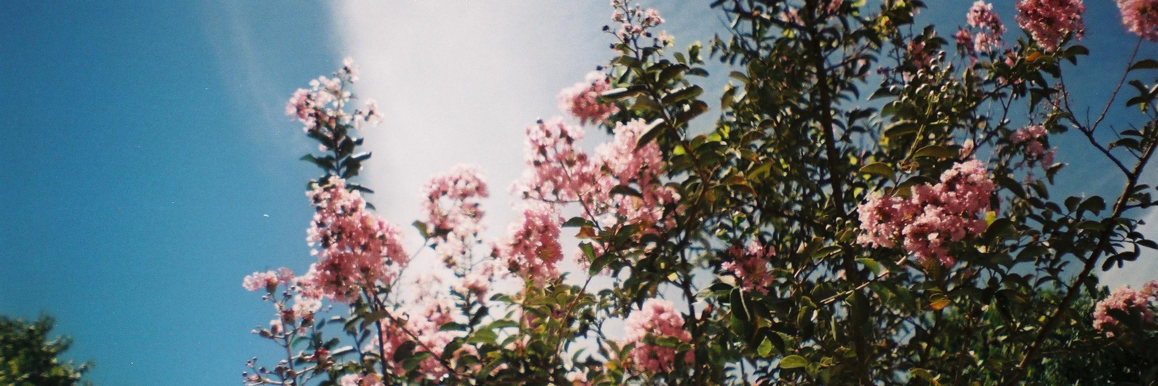 aniiiiiiani's profile banner image