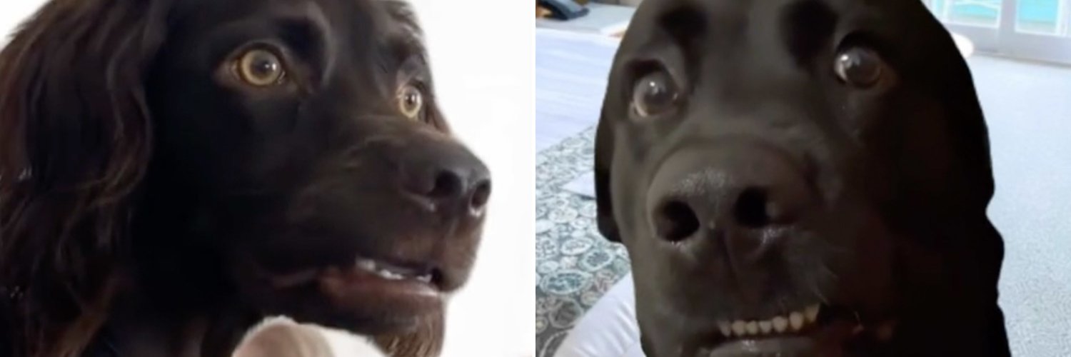 pet is meme banner