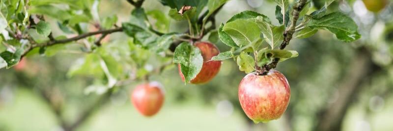 Hillcrest Orchards banner