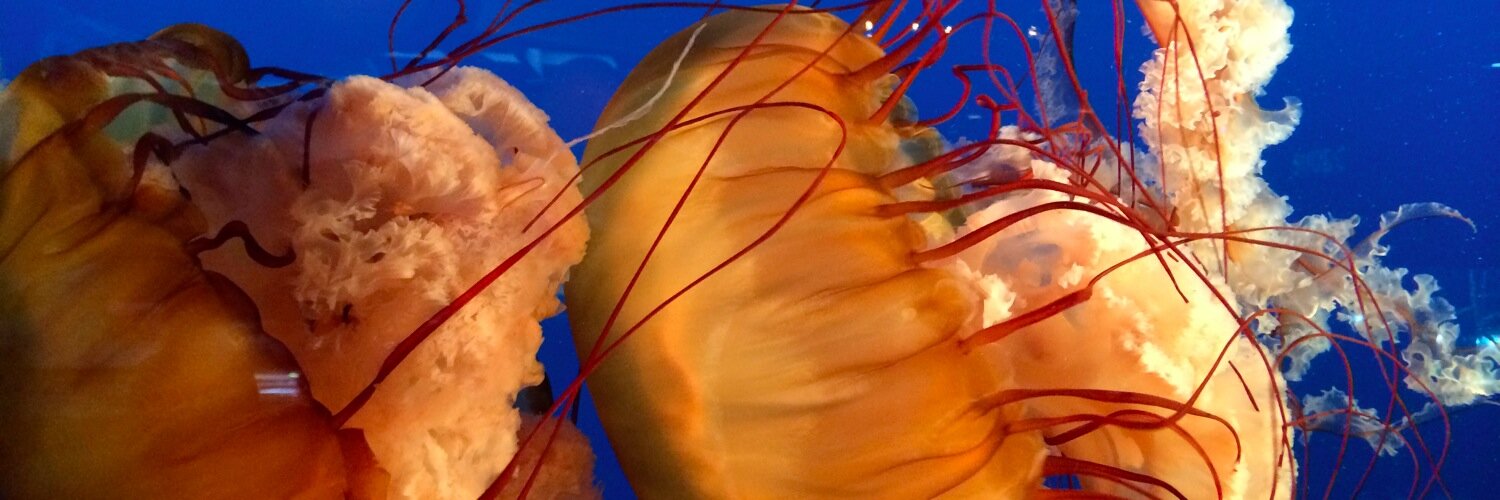 Anna Wallner banner