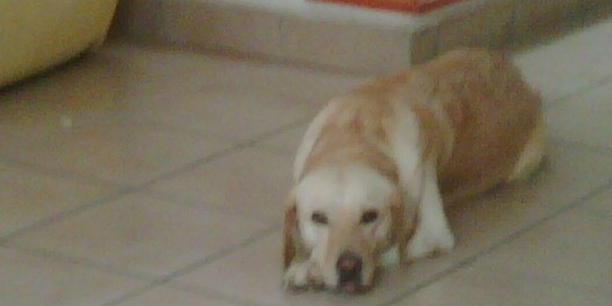 gabriela nuñez 🇻🇦 banner