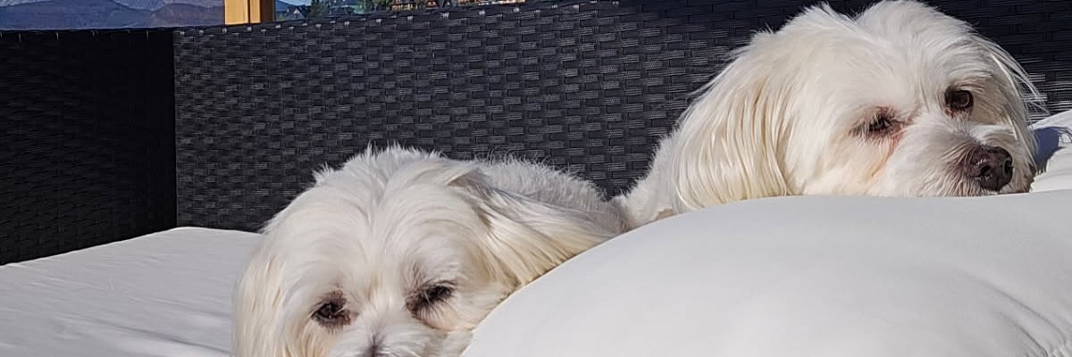 Stellajcy's profile banner image
