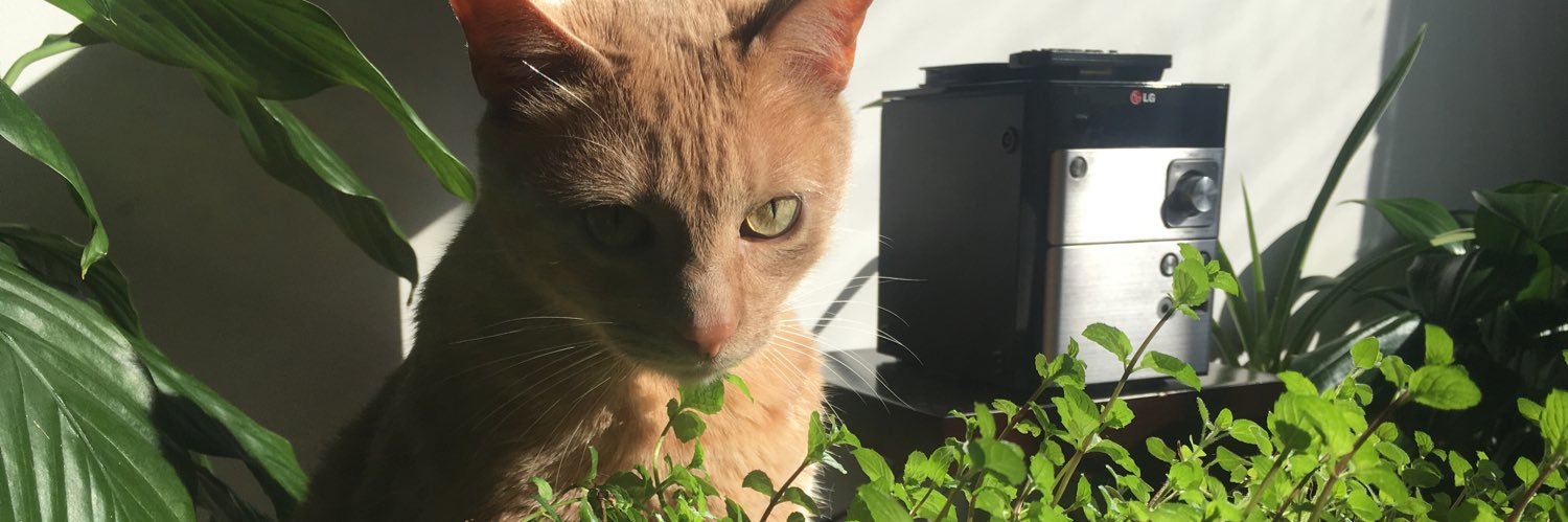 vrengifo_'s profile banner image