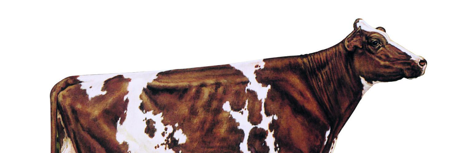 RWDCA's profile banner image
