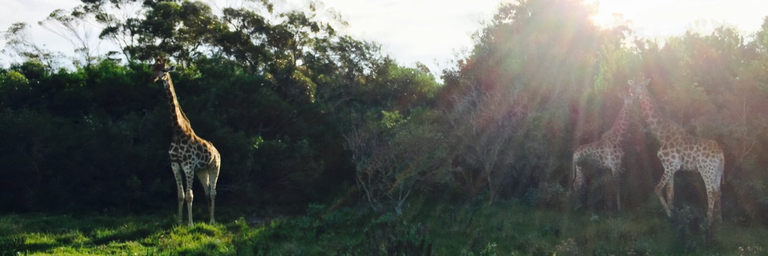 AshleyWolt's profile banner image