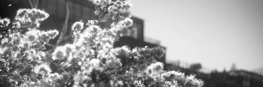 Z* banner