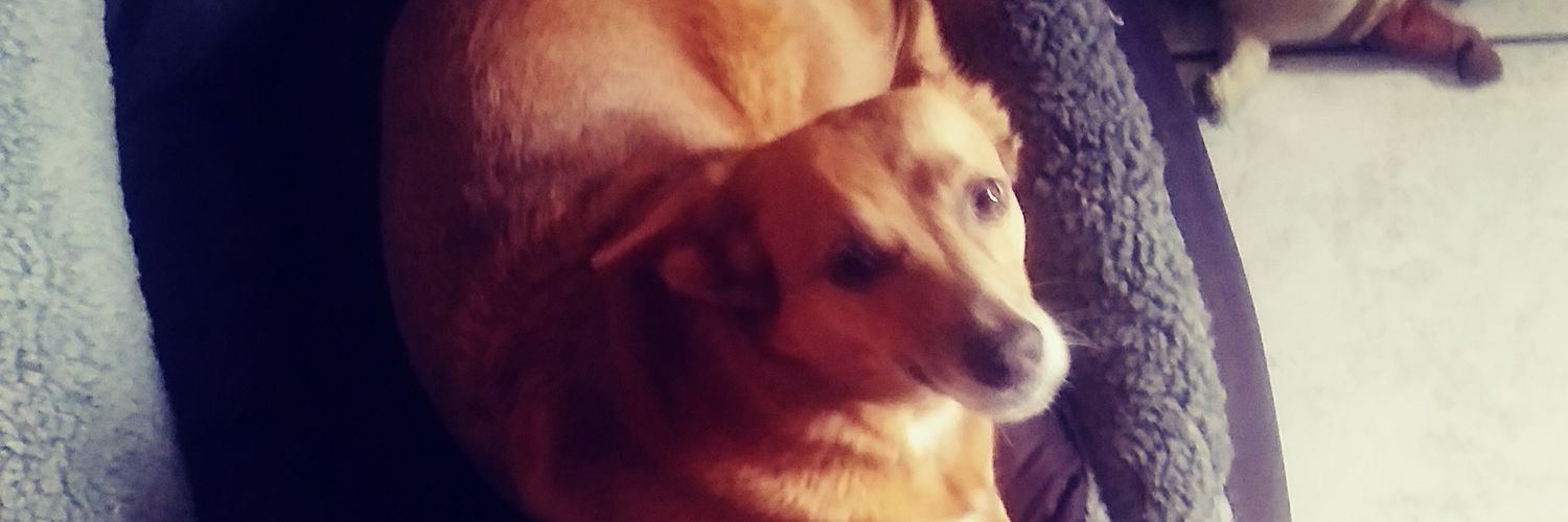 goncaalex's profile banner image