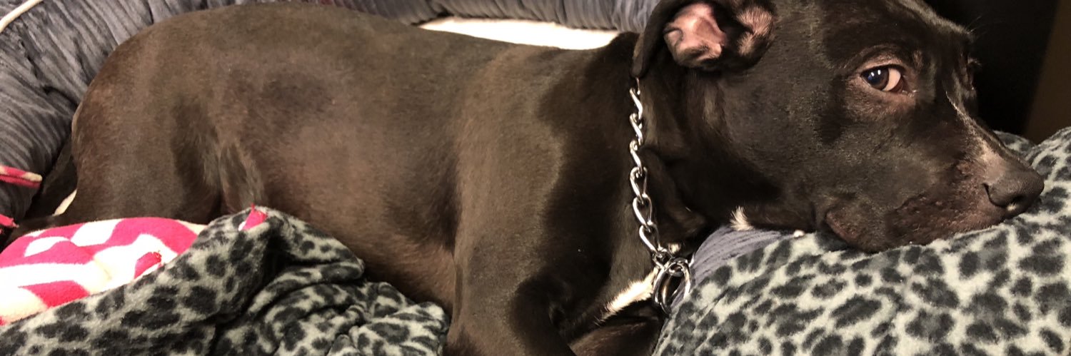 BrookeBonin's profile banner image