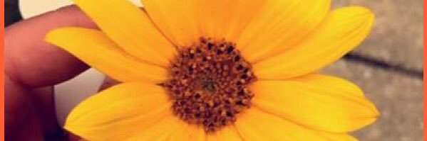 notmalina's profile banner image