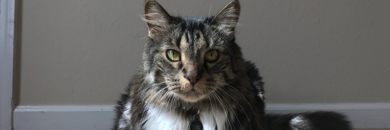 justafatcat's profile banner image