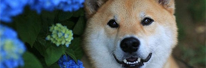 kash00w's profile banner image