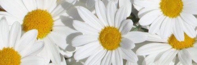 abiarens's profile banner image
