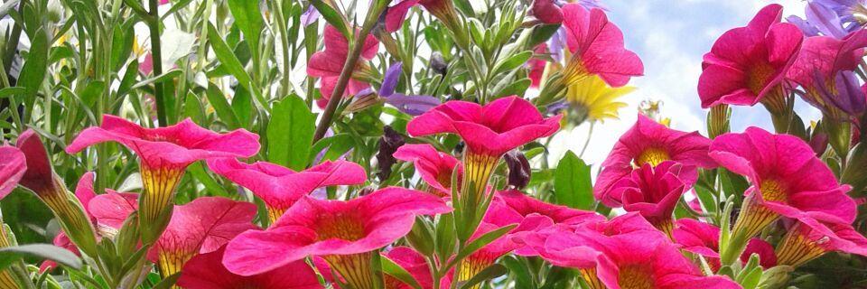 vlob_19's profile banner image