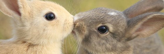 もふっと可愛い動画まとめ banner