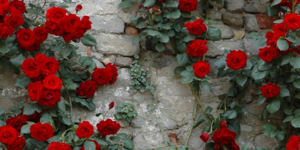 elle_manning's profile banner image