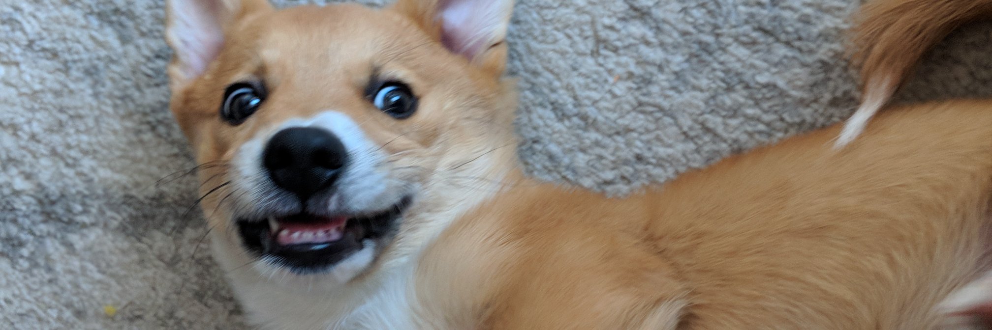 zellerific's profile banner image