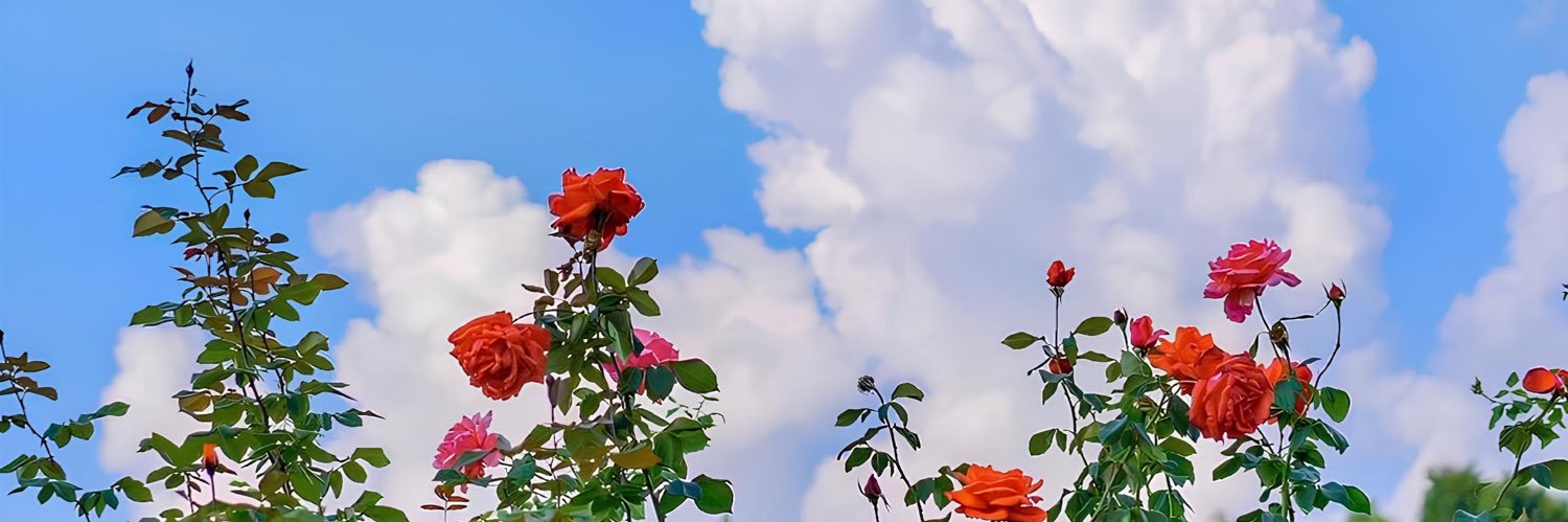 دعاء's banner