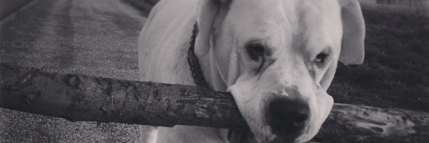 Bvandersluis's profile banner image