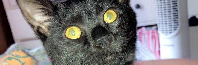 sassysneed's profile banner image