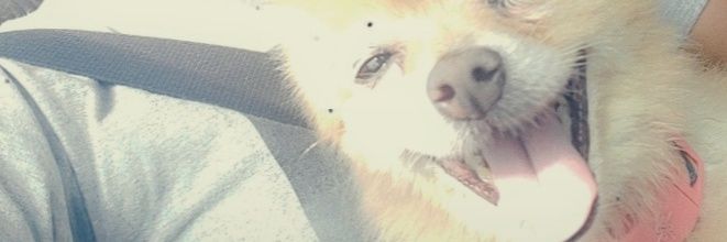 shontizzle__'s profile banner image