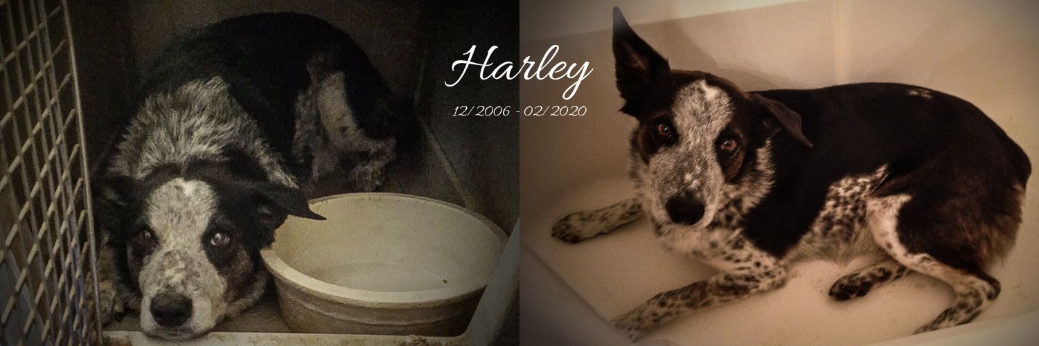 🃏 Gambit ❤️‍🔥 banner