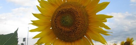 puddingpan1's profile banner image