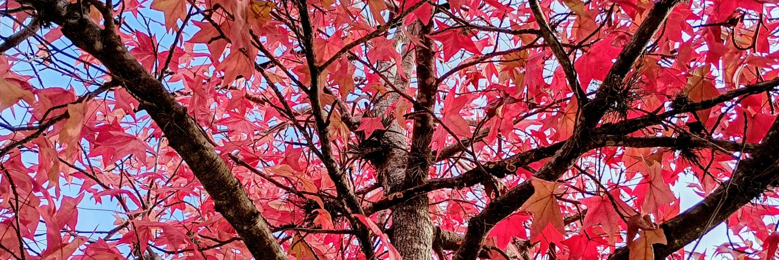 lady_floret's profile banner image