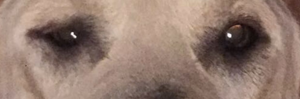 RousseTheMoose's profile banner image