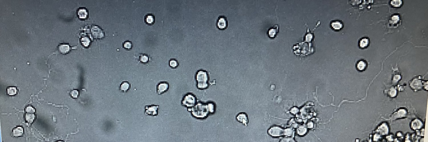 Mar Hernández-Secorún banner