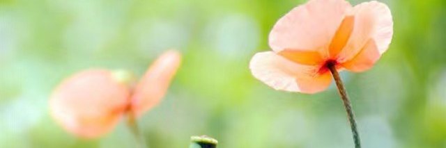larrie09's profile banner image