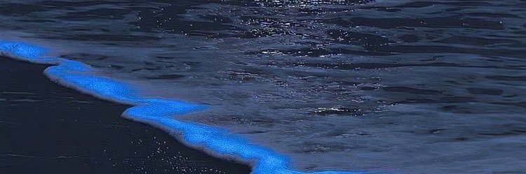 LisaNeobutova's profile banner image