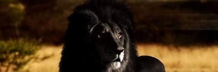 gcinamzi's profile banner image