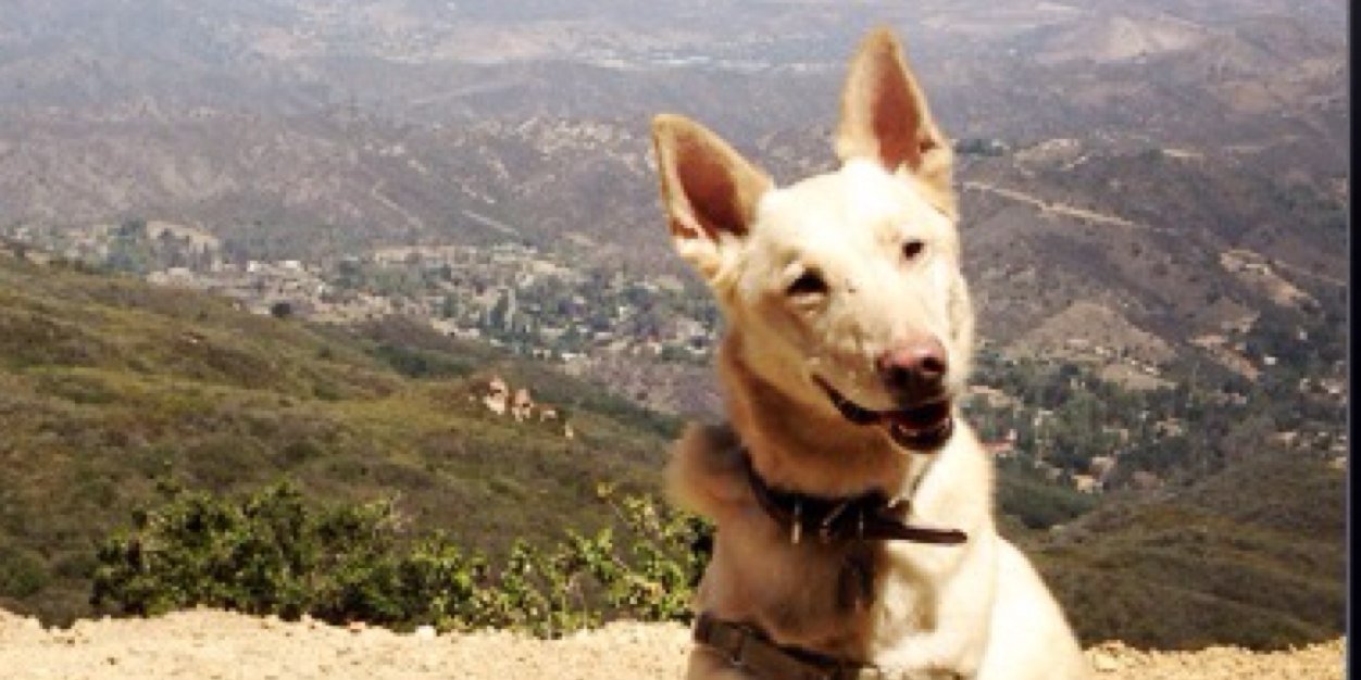 wrigleyroo's profile banner image