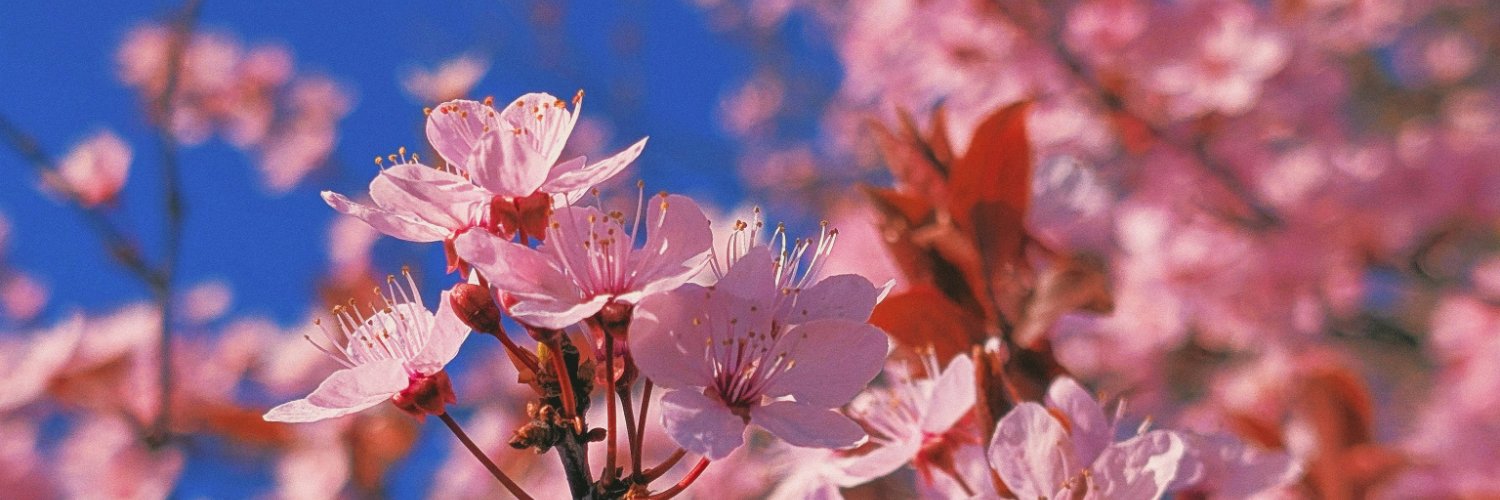 cherryred's profile banner image
