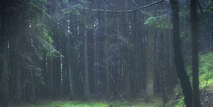 katya_didi's profile banner image