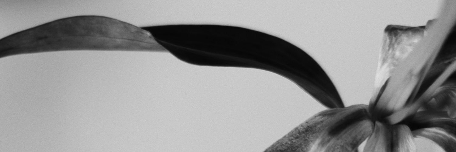 lluishlm's profile banner image