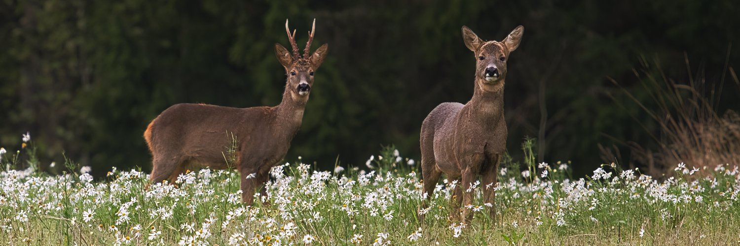 Santeri Oksanen (@saok.bsky.social) banner