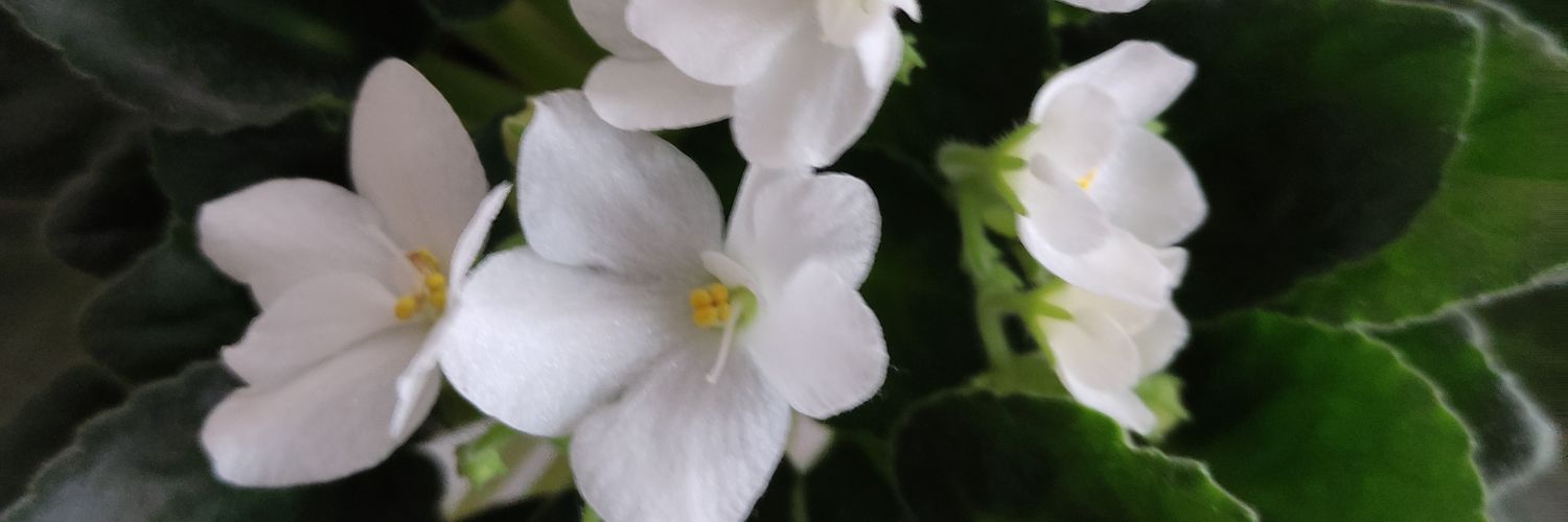 EMELATLLA's profile banner image