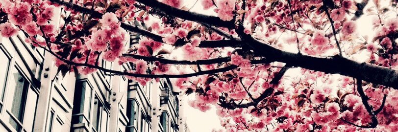 Jillfoster's profile banner image