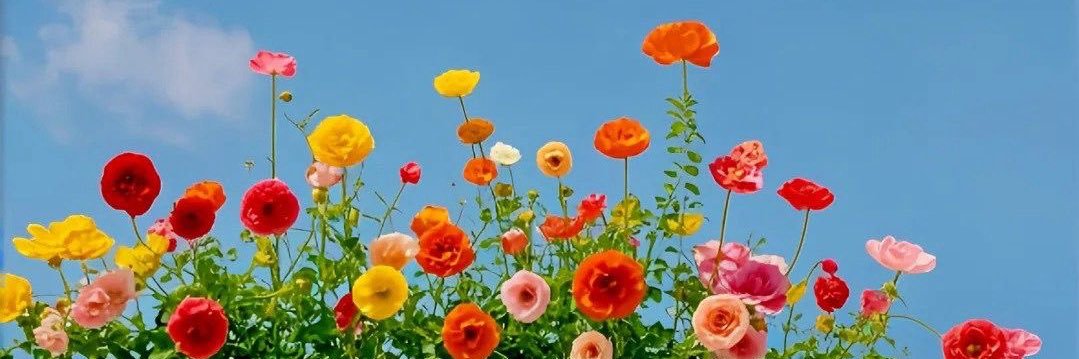 usc_aa's profile banner image