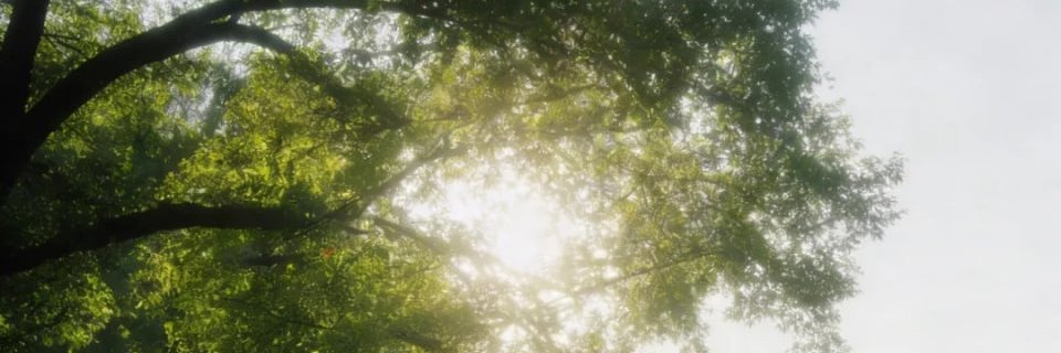 SharonReilly6's profile banner image