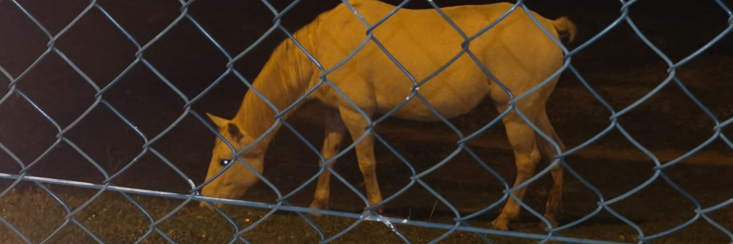 Callatehostias's profile banner image