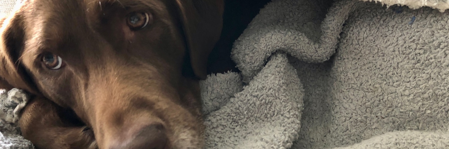 stephielocks's profile banner image