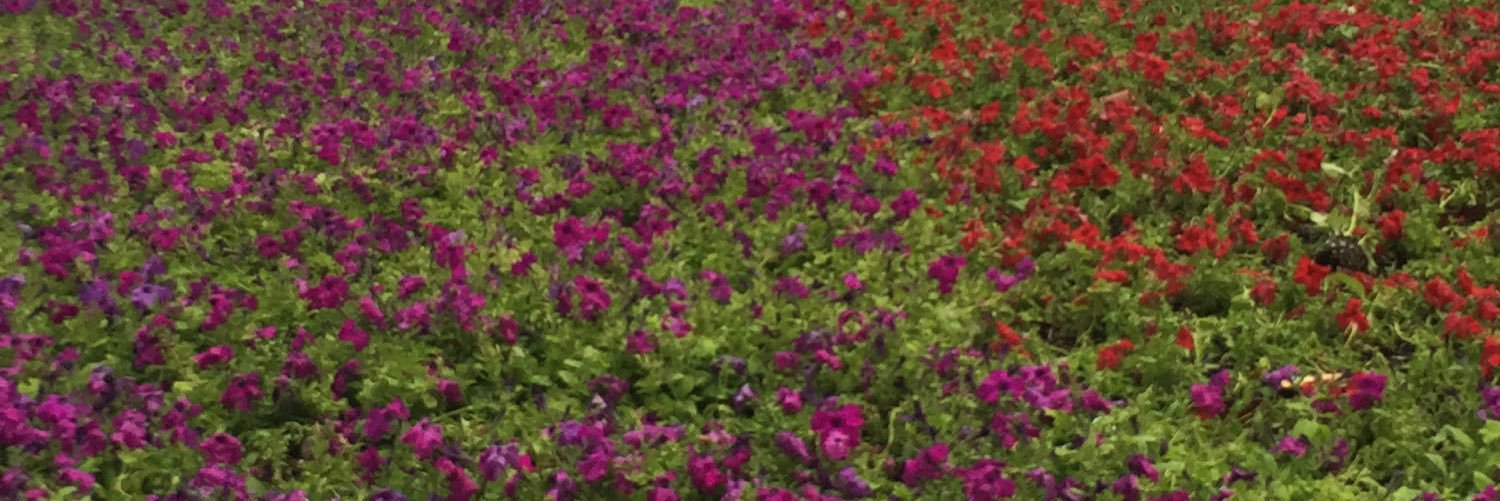 ajlan111's profile banner image