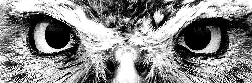 moeAUT's profile banner image