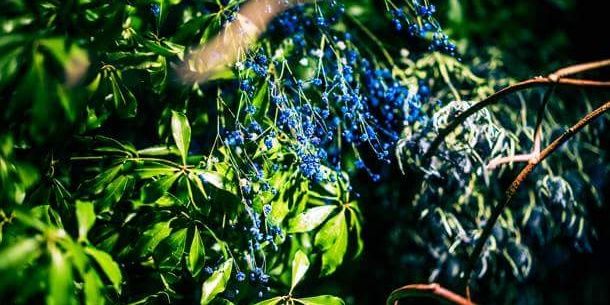 BlueDependence's profile banner image