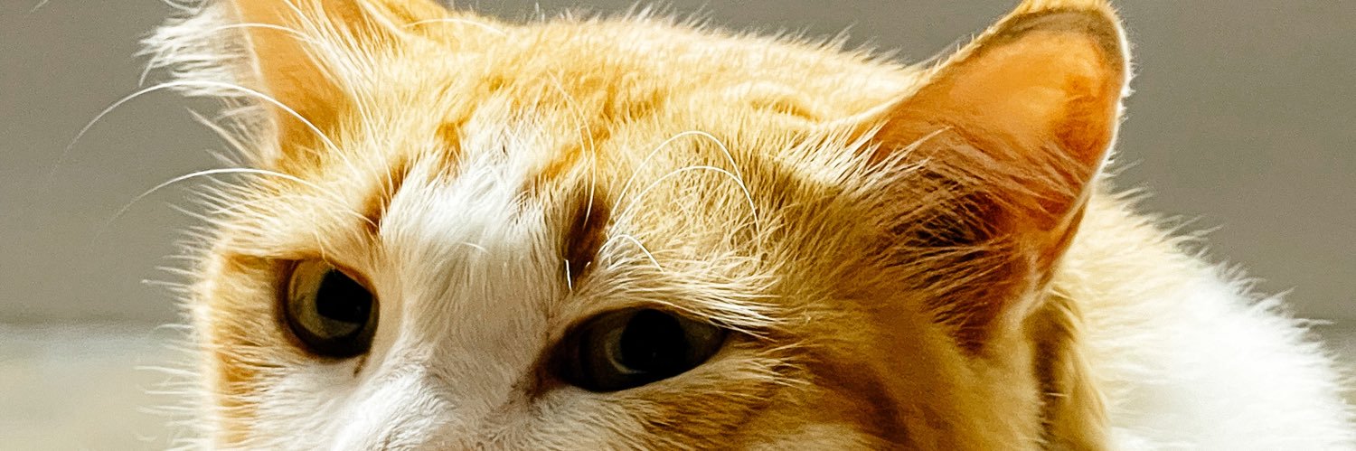 cs_annabellez's profile banner image
