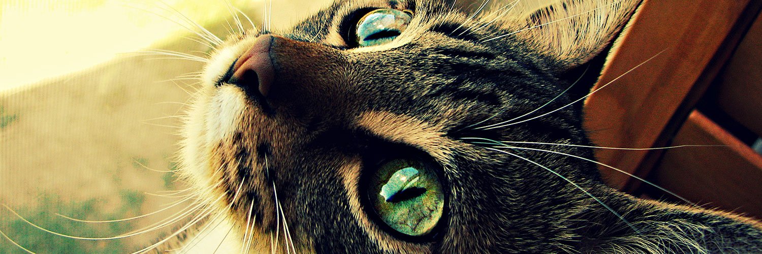 crea_memo's profile banner image