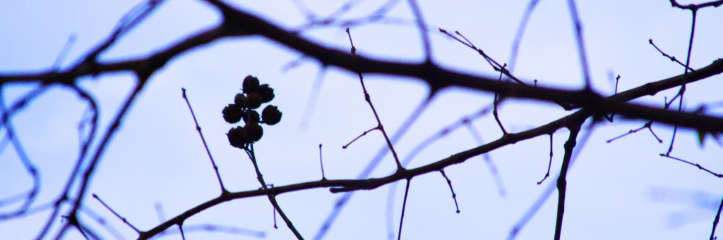 ownumo banner