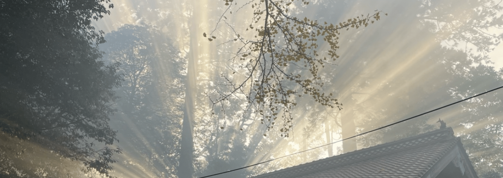 sarmeyyyn's profile banner image